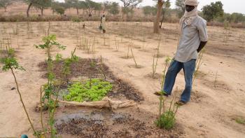 Moringa- und Gemüseanbau in Mayayi, Maradi