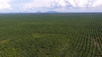 Fokus Palmöl in Indonesien